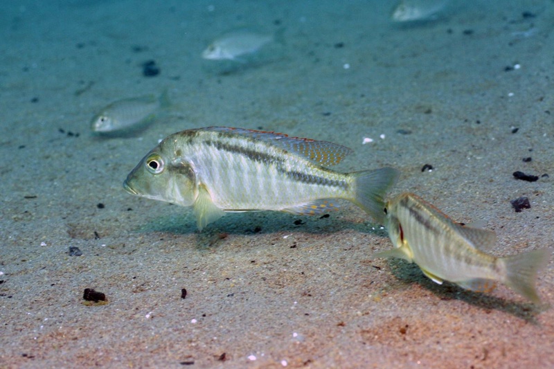 Lethrinops leptodon 'Malopa'